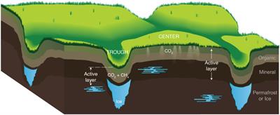 Temporal, Spatial, and Temperature Controls on Organic Carbon Mineralization and Methanogenesis in Arctic High-Centered Polygon Soils